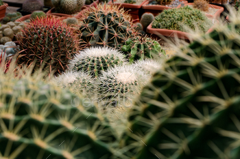 Big group of cactuses stock photo NULLED