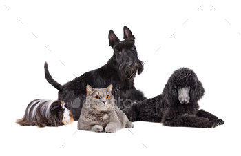 Group of different pets stock photo NULLED