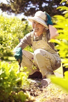 Happy older woman gardening stock photo NULLED