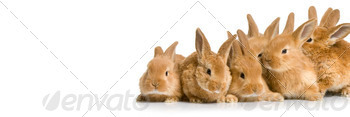 Scared group of bunnies stock photo NULLED