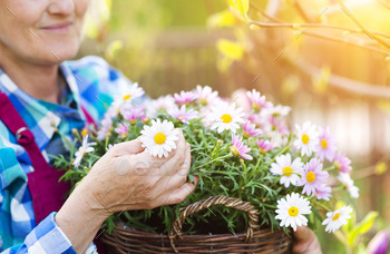 Senior woman with flowers stock photo NULLED
