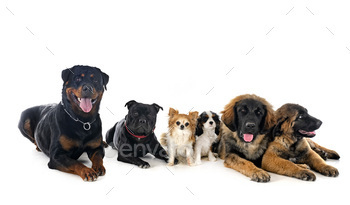 group of dogs in studio stock photo NULLED