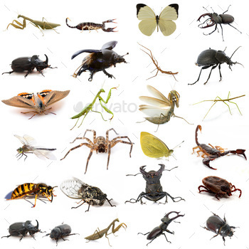 group of european insects stock photo NULLED