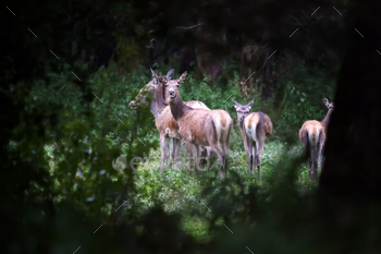 group of female deer